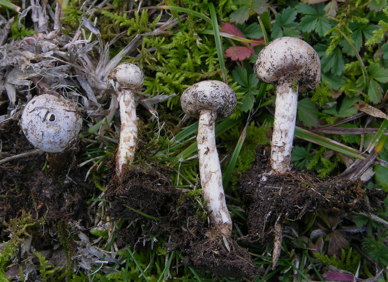 Funghi di sabato 08 novembre.